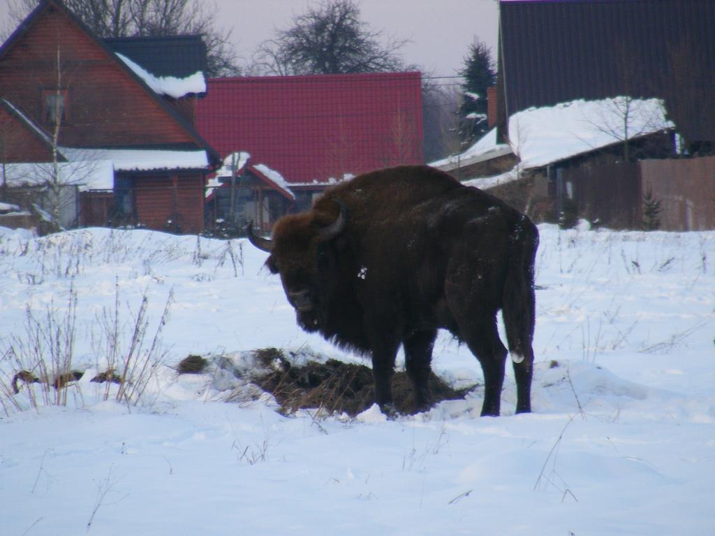 Olsik Apartamento Białowieża Exterior foto