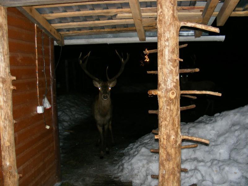 Olsik Apartamento Białowieża Exterior foto