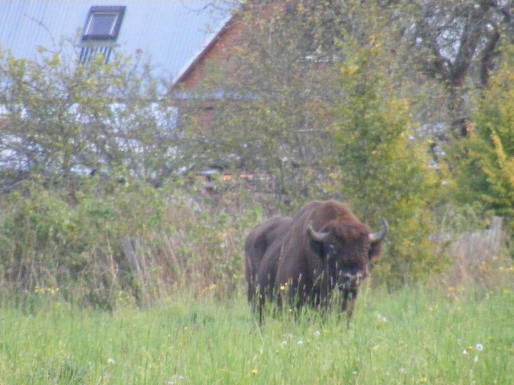 Olsik Apartamento Białowieża Exterior foto