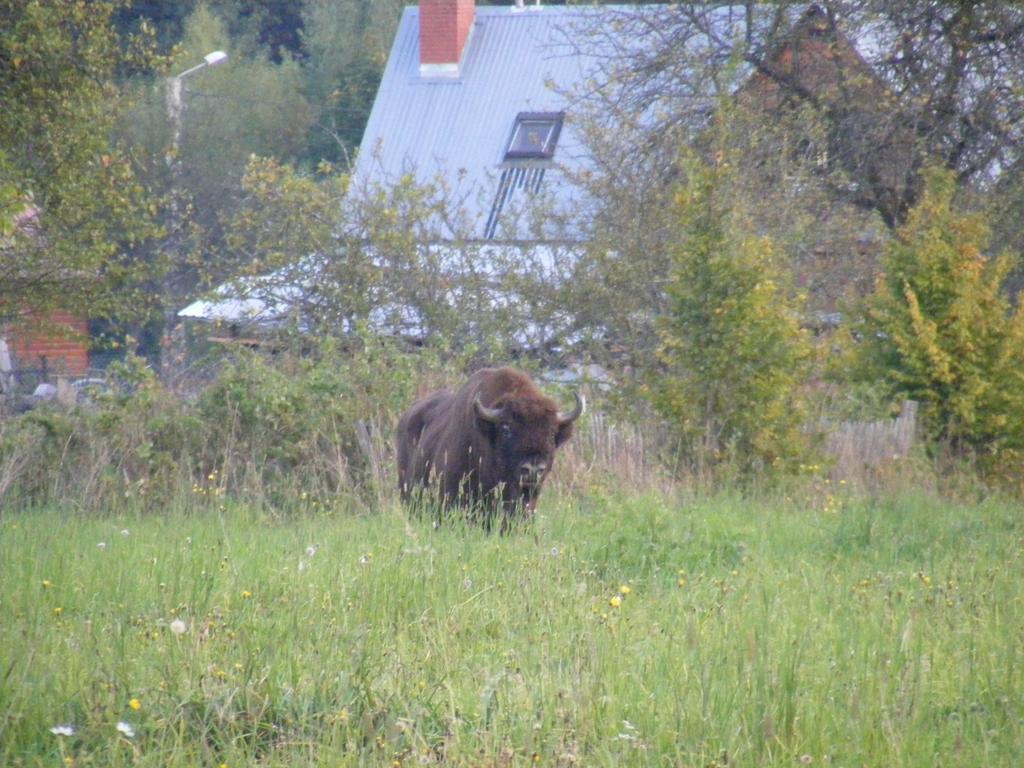 Olsik Apartamento Białowieża Exterior foto